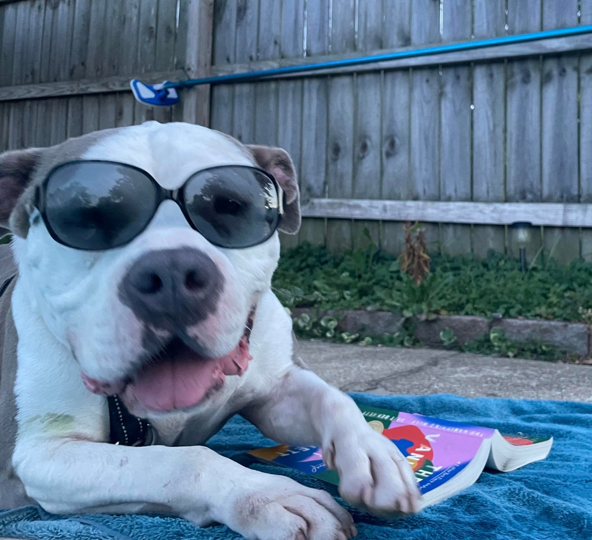 KY Humane Society on Twitter "ADOPTER UPDATE We received an amazing