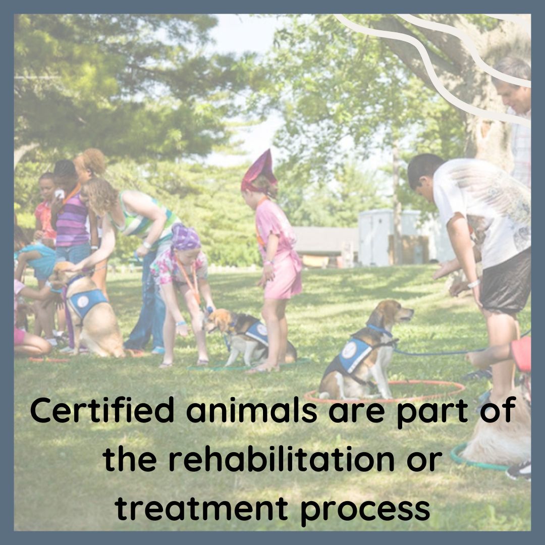 Canine Therapy Corps tweet media