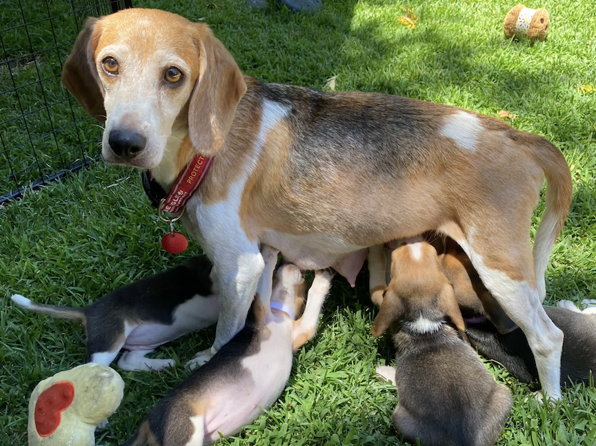 beaglefreedom's tweet photo. Recently, we received a call from Meghan & Harry inquiring about adopting from us! Their adoption has brought such light to our mission and for that we are so grateful. Sending our deepest condolences to the family on the loss of Queen Elizabeth II. https://t.co/rVdfOV0nUa https://t.co/vilY9cjF6I