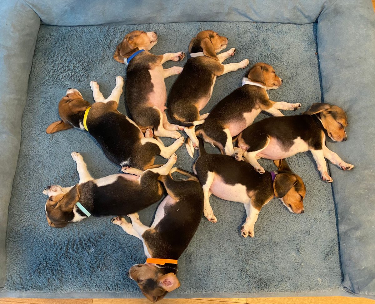 beaglefreedom's tweet photo. Recently, we received a call from Meghan & Harry inquiring about adopting from us! Their adoption has brought such light to our mission and for that we are so grateful. Sending our deepest condolences to the family on the loss of Queen Elizabeth II. https://t.co/rVdfOV0nUa https://t.co/vilY9cjF6I