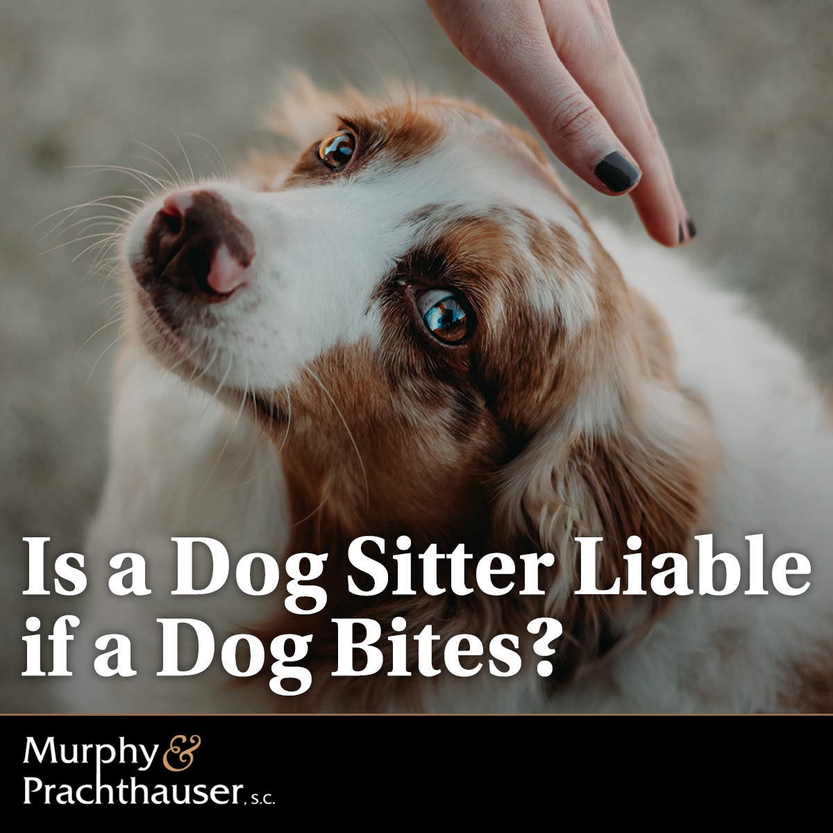 MP_LawOffices's tweet photo. Watching a dog for the weekend? Pet-sitting a dog owned by another could make you legally liable for the dog’s actions—but only under specific circumstances. We explain here: https://t.co/BLYUVwTws1 

#dogbitelaw #personalinjuryattorney https://t.co/qrTpizs7CJ