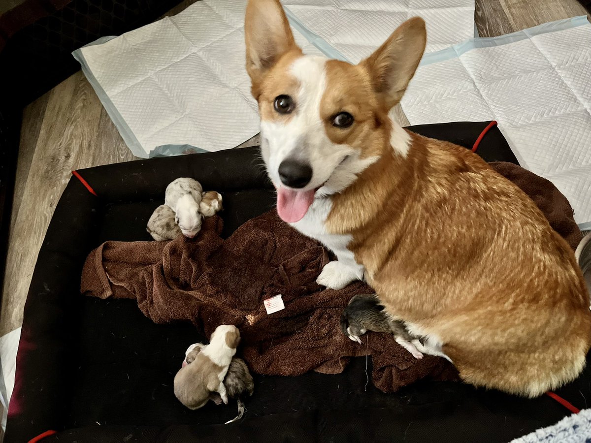 5! Possibly more…#CorgiCrew #corgi #Puppies