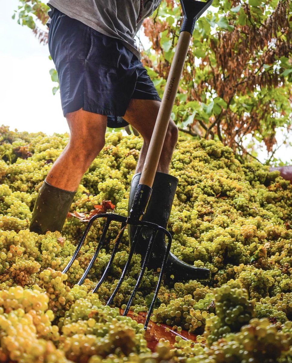 clandevinos's tweet photo. Continua la vendimia en #dominiodelcarabo bonita foto que muestra el esfuerzo de una buena elaboración.
Si quieres tener sus vinos en tu restaurante, tienda gourmet o vinoteca en #Madrid y quieres información no dudes en consultarnos…
https://t.co/EjcH4SC24A
#vino #wine #bodega https://t.co/Yf4lZozZvo