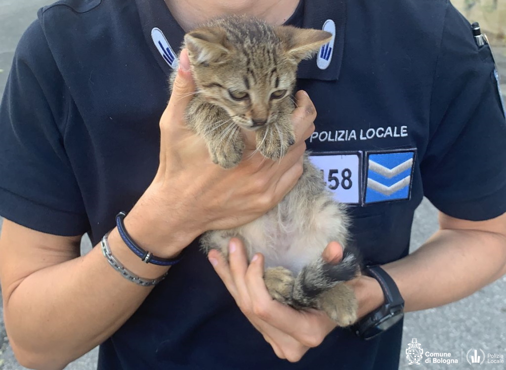 PLBologna's tweet photo. #accadeora #Bologna In Via del Pallone salvato gattino intrappolato nel vano motore di un veicolo in sosta. Ora sta bene ed è stato rifocillato. #PLBologna https://t.co/wuvCsGBxxX