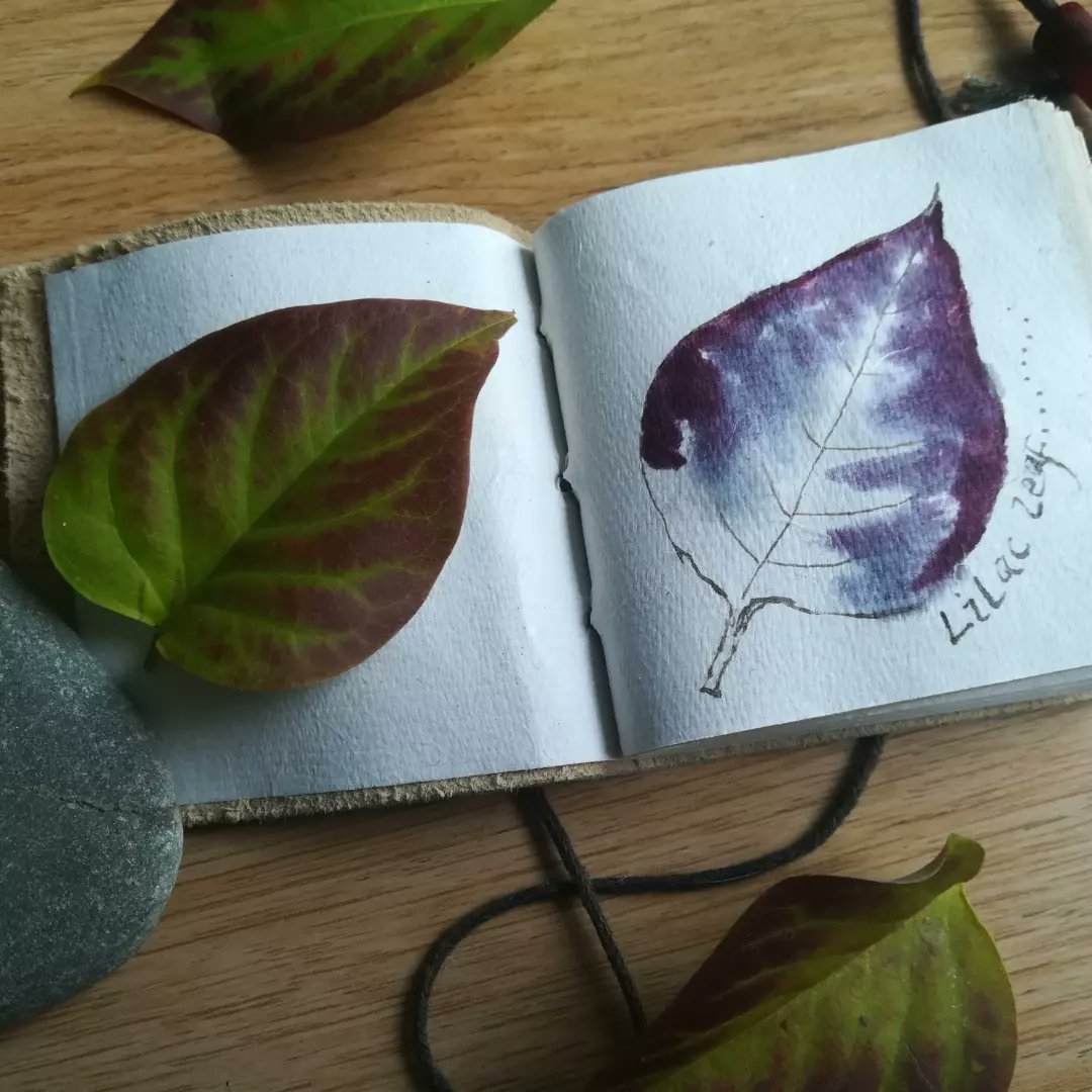 This tiny sketchbook appeared among my tidying and my youngest daughter brought me this beautiful lilac leaf. It was asking to be sketched.
#naturejournal #seasonsketchers #inktober #handmadeinks #botanicalink  #holisticnaturejournaling #raspberrythief #naturediary