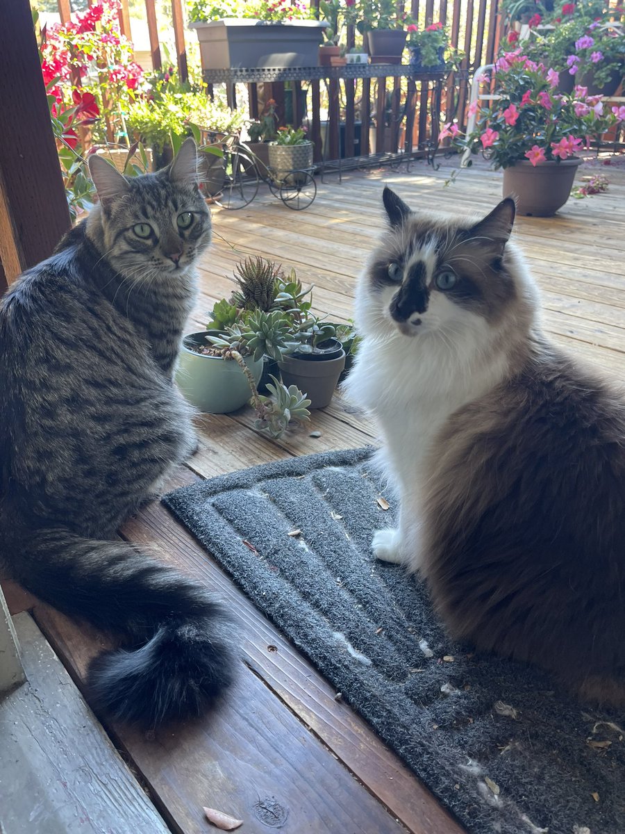 #PhotoChallenge2022October Day 3: begins with “O” Outdoors! We love going outside with mama. Today she has promised to take us out to help put out the fall decorations. We can’t wait! #CatsOfTwitter #Hedgewatch #cats