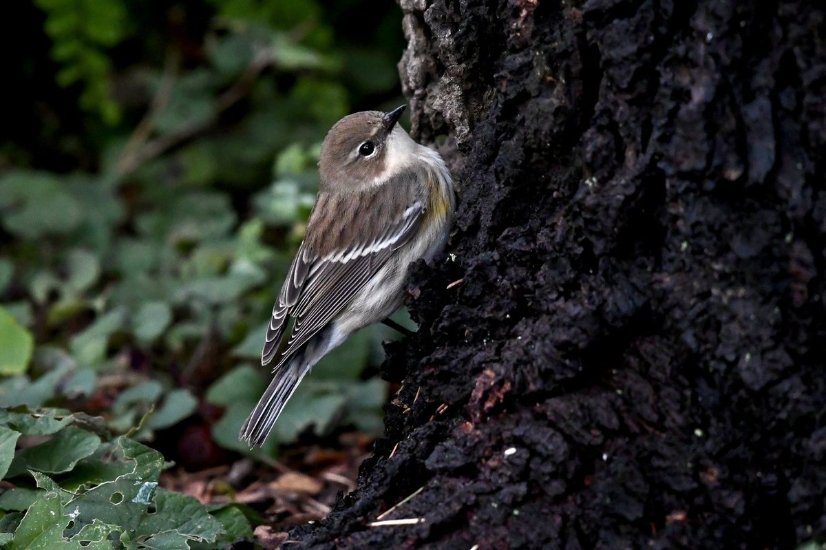 White-breasted Nuthatch, Yellow-bellied Sapsucker and Yellow-rumped Warbler in the South Cove of Battery Park City on a very gray day. #birdcpp #birdoftheyear2022 #BirdsSeenIn2022