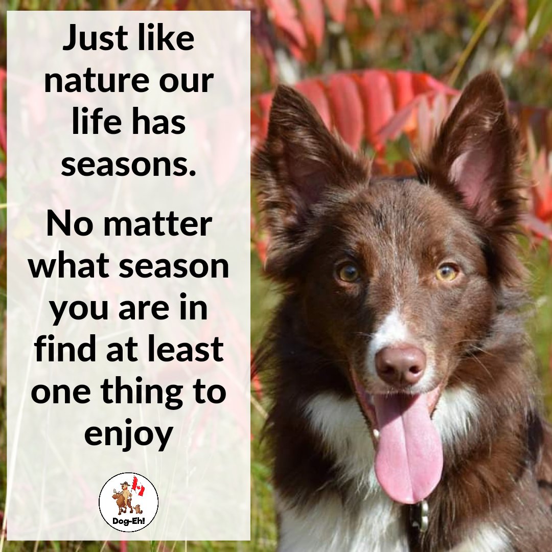 DogEhOfficial's tweet photo. We all go through seasons in our life. Whether you're enjoying your summer or enduring the hardships of your winter, may you find at least one thing to enjoy during that season💕

#seasonsoflife #lifesupsanddowns #lifeupsanddowns #lifequotes #meaningfulquotes #fordoglovers #dogeh https://t.co/gCBe42U2ro