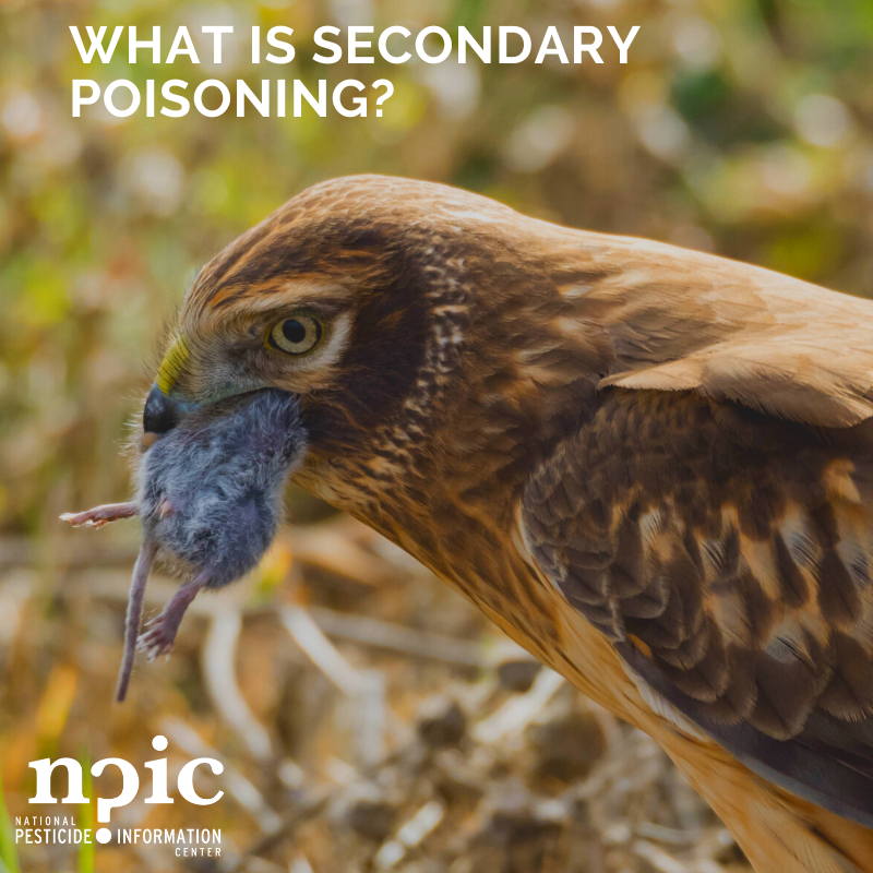 NPICatOSU's tweet photo. October is #RaptorMonth! Raptors can be affected by #SecondaryPoisoning, which is when an animal eats another animal poisoned by #rodenticides. To protect birds, consider non chemical methods for dealing with the rodents in your area. Learn more: https://t.co/hGqXatcvW5 https://t.co/Uc04e1OoTN