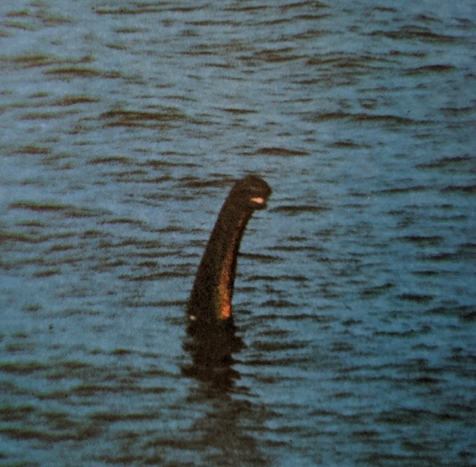 ufocranez's tweet photo. thinking abt the loch ness muppet. What the hell is this thing https://t.co/QSlFkpG4a5