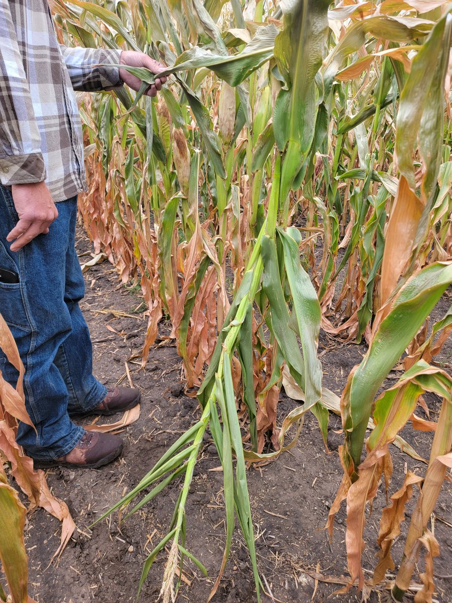 KelseyPFS's tweet photo. Worm alert in Rugby, ND 🤢 

Next time you think about cutting traits on corn to save a buck, remember the pests can find you anywhere!

Luckily it was silage corn, otherwise large areas of the field would've been a total loss. Not our silage, but we're still here to help. https://t.co/6S0SFbX6Jr