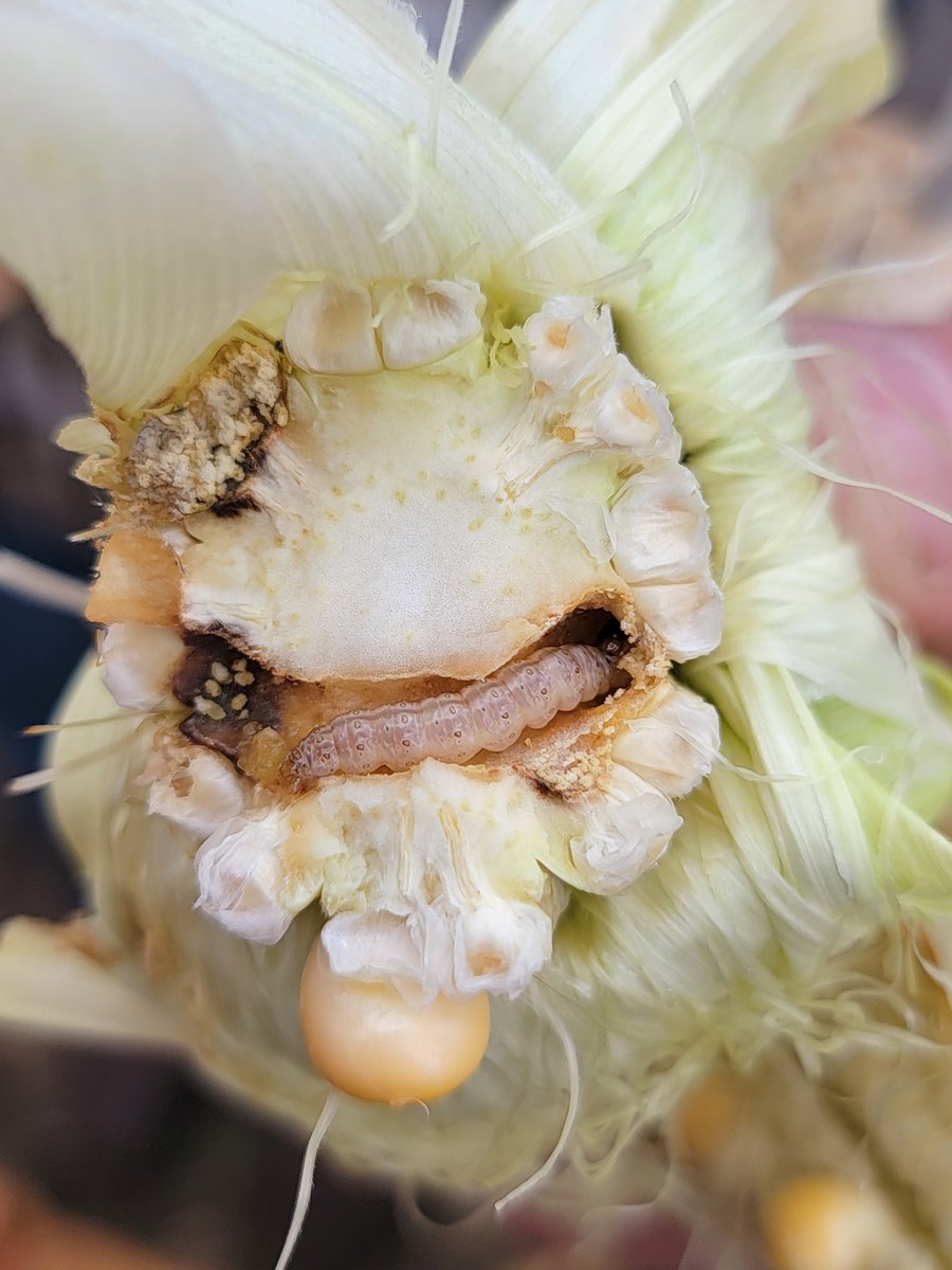 KelseyPFS's tweet photo. Worm alert in Rugby, ND 🤢 

Next time you think about cutting traits on corn to save a buck, remember the pests can find you anywhere!

Luckily it was silage corn, otherwise large areas of the field would've been a total loss. Not our silage, but we're still here to help. https://t.co/6S0SFbX6Jr