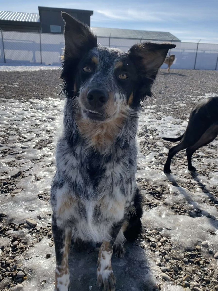 Madi_fish's tweet photo. @dog_rates @subaru_usa This Buddy he was set to be euthanized at 6 months to living his best life now! ❤️ https://t.co/3Dy6BKuyQw