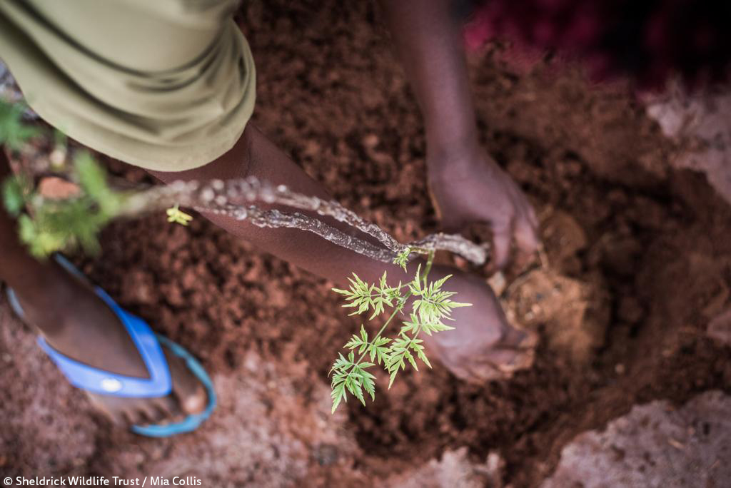 SheldrickTrust's tweet photo. Every year, thanks to your donations, our green fingered gardeners nurture tens of thousands of tree saplings. These are later transplanted to community areas &amp; degraded forests, helping to maintain &amp; enhance habitats for the benefit of people &amp; wildlife https://t.co/I30RBFTlbn https://t.co/RXS1VDG4Ta