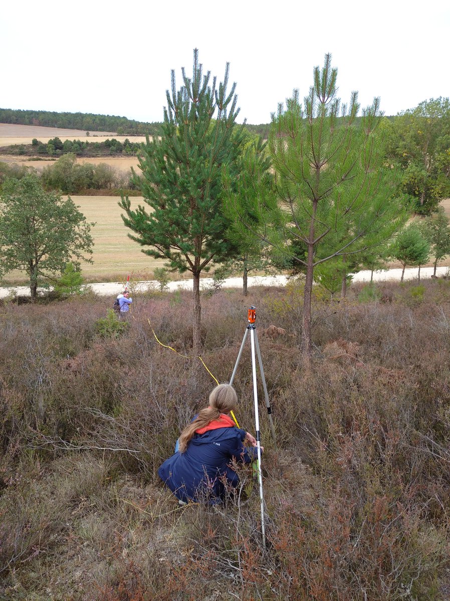 edufor_'s tweet photo. Los estudios a largo plazo son muy valiosos pero requieren mucho trabajo de mantenimiento. Estos días atrás hemos estado revisando parcelas en #Palencia y #Segovia para un proyecto sobre expansión forestal en tierras agrarias abandonadas. #CASE_CO2 #AbandonoAgrícola #bosques https://t.co/czRYbYbE44