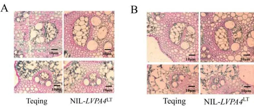 Large Vascular Bundle Phloem Area 4 Enhances Grain Yield and Quality in Rice via Source-Sink-Flow (Laiyuan Zhai, An Yan, Kuitian Shao, Shu Wang, Yun Wang, Zhong-Hua Chen, Jianlong Xu) #PlantSci <a href="/ASPB/">ASPB</a>  buff.ly/3SxtN22