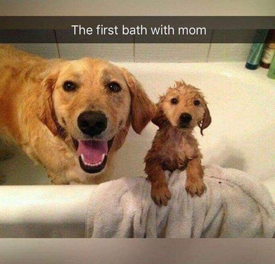 WholesomeMemes (@wholesomememe) on Twitter photo 