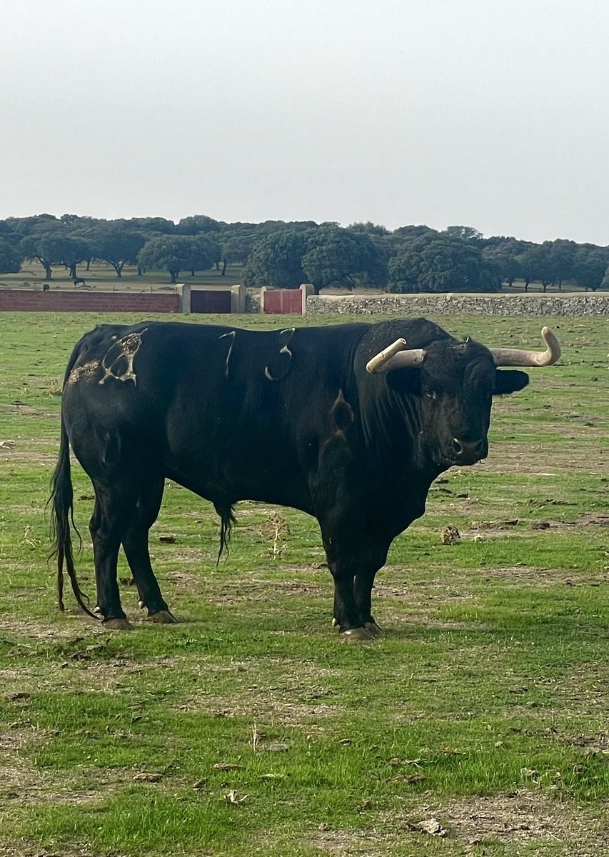 Fandango N:13 G8 reseñado para la #Pinzoniana en #PalosdelaFontera el próximo día 15 de Octubre. Mano a mano <a href="/InfoDanielLuque/">Daniel Luque</a> y <a href="/DavDeMiranda/">David de Miranda</a>