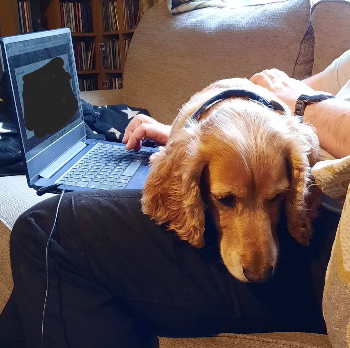 apawtiser's tweet photo. Come on Dad, stop working and start fussing me! 🐶💞🐶

#dogsoftwitter #DogsofTwittter #dogs #dogslife #apawtiser #dogswithallergiesuk #dogtreats https://t.co/vIKnv1rXzp