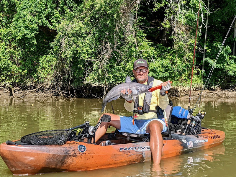 Blue catfish provide a great challenge and fight once hooked. Unlike some catfish species they are a very aggressive predator that will eat about anything that swims. fishtalkmag.com/blog/kayak-fis…

#invasivespecies #bluecatfish #fishing