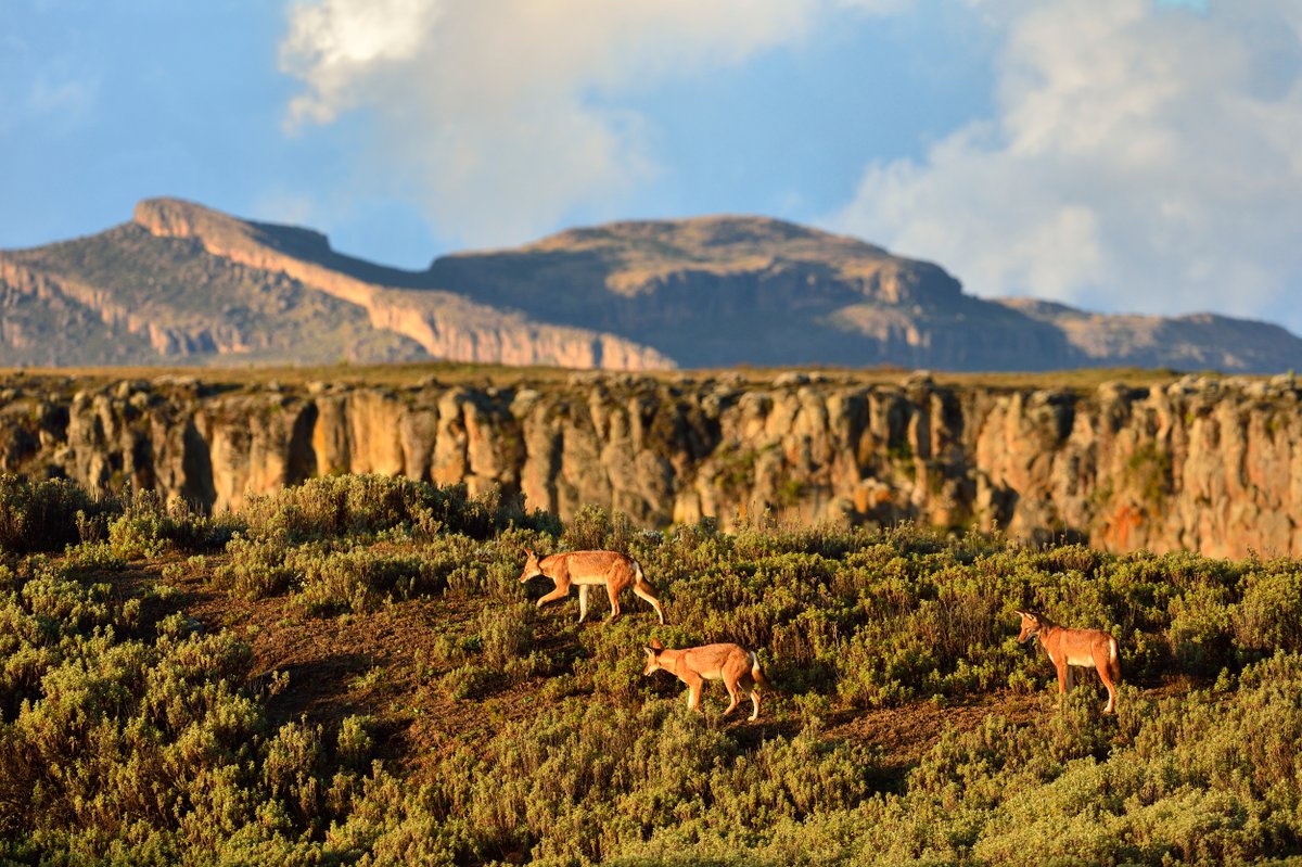 KyKebero's tweet photo. Happy #WorldHabitatDay from the #Afroalpine
meadows of Ethiopia 🦊

#ethiopianwolves
📸 Rebecca Jackrel https://t.co/WVcORMXibJ