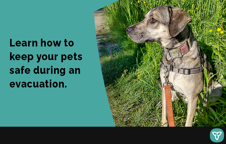 It’s National Animal Safety and Protection Month! 🐕 🐦🦎 Pets are part of our families and depend on us in an emergency. Prepare an emergency kit for your pet in the event that you must evacuate your home. Learn more: ontario.ca/page/ensure-ev… #BePrepared
