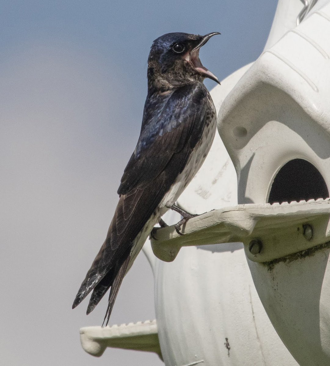 PMCAErie's tweet photo. Happy #PurpleMartinMonday! Who misses the chatter of Purple Martins? Share your Purple Martin photos, tag us, and use #PurpleMartinMonday so we can see and share your photos. #pmca #purplemartins https://t.co/GPUk4OhiWD