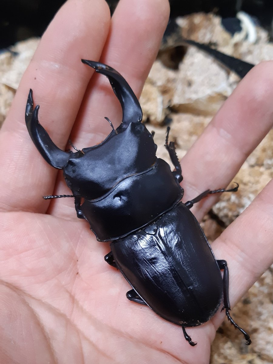 久留米オオクワガタ ♂85㎜ マツノインセクト