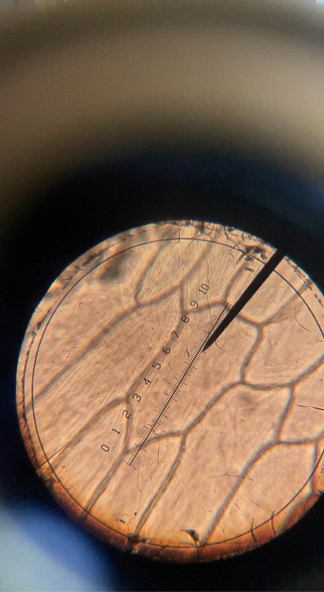 MissLockhart312's tweet photo. Some lovely onion cell work by Eamonn in year 13 #alevel #biology #ccea https://t.co/erz7FnKWB6