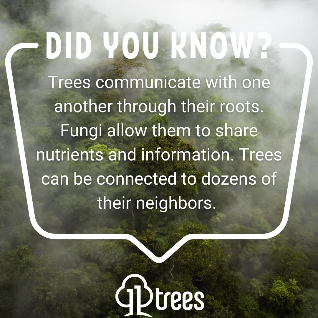 11treesEdu's tweet photo. #11trees #education #conservation #trees https://t.co/GqooV3iaUo