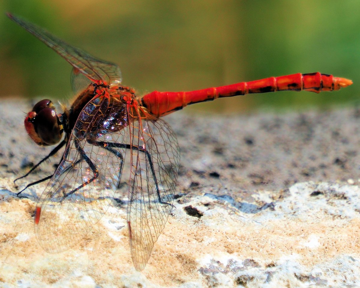 Blutrote Heidelibelle (Sympetrum sanguineum) auf den Sevenicher Auen.#SaveSevenich 
auenschutz-sevenich-bi.de 
Bitte hilf meinen Lebensraum zu retten ❤️

✍️ OpenPetition.de/!SaveSevenich
& teile diesen Tweet 💌

youtube.com/watch?v=OMS03K…