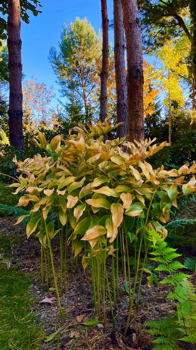 AndrzejUejciec's tweet photo. Kokoryczka #polygonatum https://t.co/wg0rye0hyk
