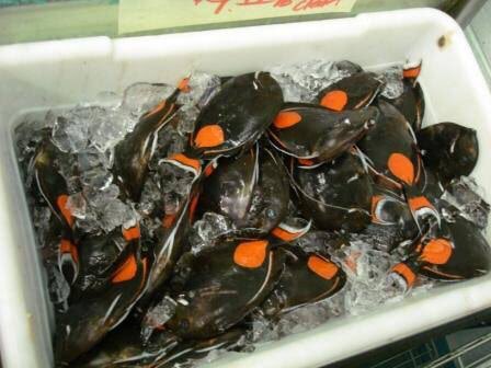 BitOBlueAquatic's tweet photo. @LynneUSneddon Food fish industry right here https://t.co/9aAyfsgiKf