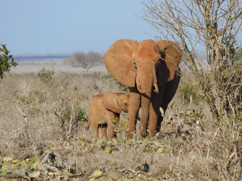 #Synchrony is everywhere! 🐘☀️

#kenya #safari