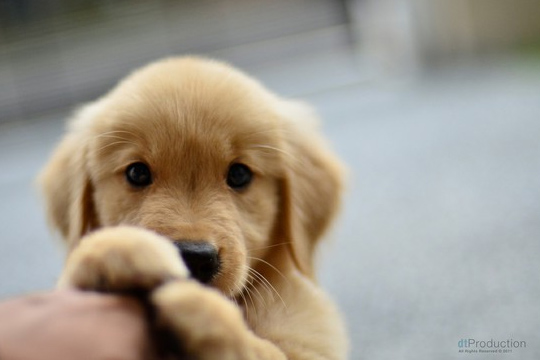 puppersplz's tweet photo. Hey @rees_knight10! I got this for you!!! https://t.co/IX1OZzoXeM