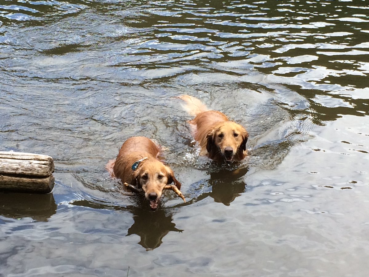 randylantz7's tweet photo. @dog_rates @subaru_usa Sophie and Jaden are my rescues.  Sophie was an owner surrender and Jaden was found wandering the desert outside of El Paso.  They both crossed the Rainbow Bridge in 2021, but I'll feel their love forever. https://t.co/pxfe23mI9F