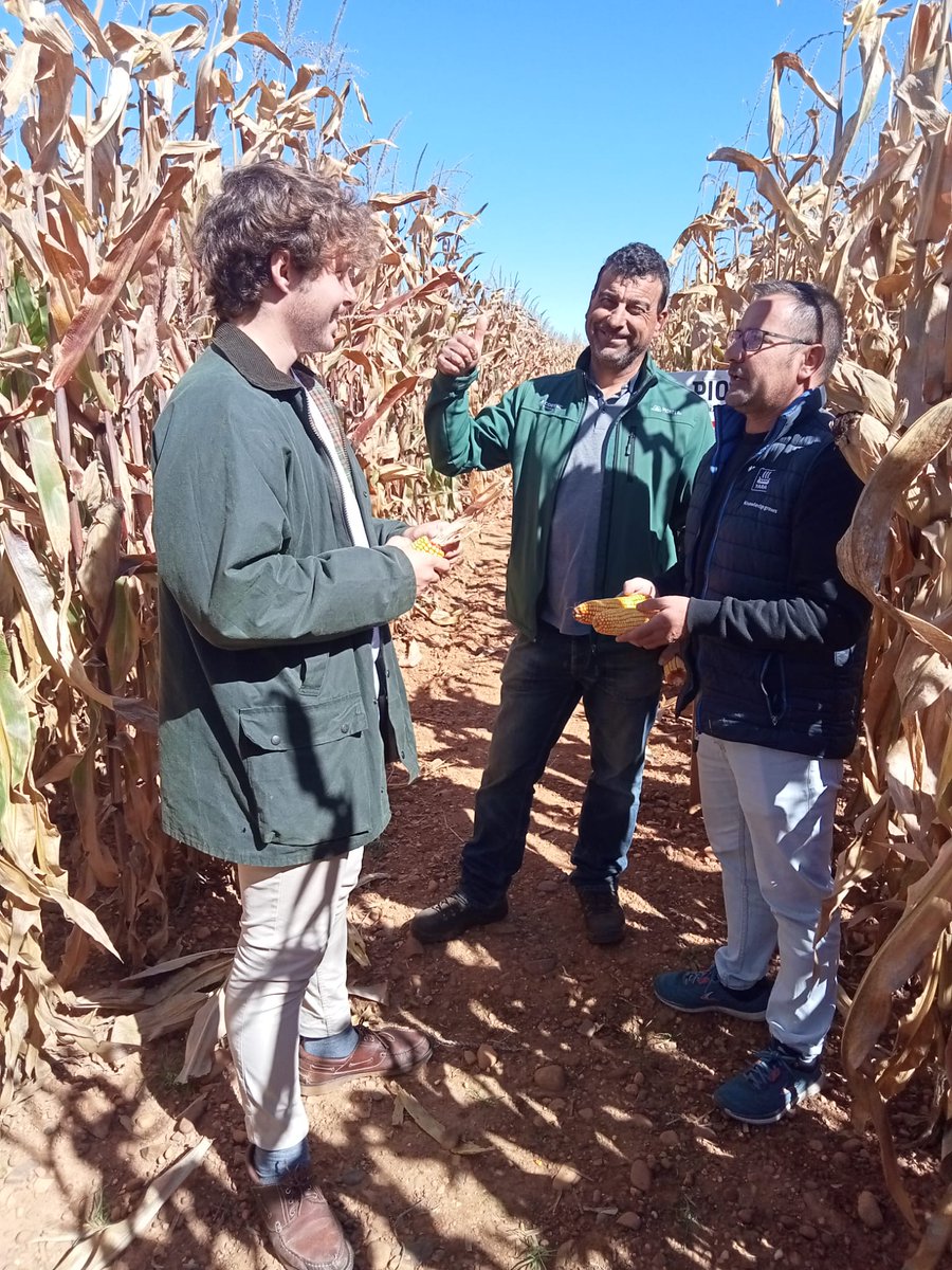 Prodelesa's tweet photo. Visita a los campos de ensayo de Pioneer - @CortevaES. 
📍 #LagunaDeNegrillos
🗓 Viernes 30 de septiembre
⭐️⭐️⭐️ Calidad óptima 

¡Qué poco queda para que empiece la campaña! 🌽

#maíz #camposdeensayo #SemillasPioneer https://t.co/KKGOz6t51F