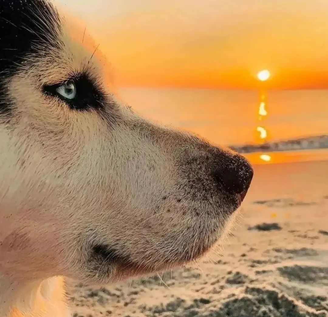 Say "yes"if you are a <a href="/HUSKYLOVERCOMM1/">HUSKY LOVER COMMUNITY</a>

<a href="/HUSKYLOVERCOMM1/">HUSKY LOVER COMMUNITY</a>

Conversation huskylover 

<a href="/HUSKYLOVERCOMM1/">HUSKY LOVER COMMUNITY</a>

Husky lover Aww 
TAG a friend Follow our page 

<a href="/HUSKYLOVERCOMM1/">HUSKY LOVER COMMUNITY</a>

<a href="/husky/">Husky 🐺</a> <a href="/HUSKYLOVERCOMM1/">HUSKY LOVER COMMUNITY</a> #huskylover #husky #huskylover #huskytwitter