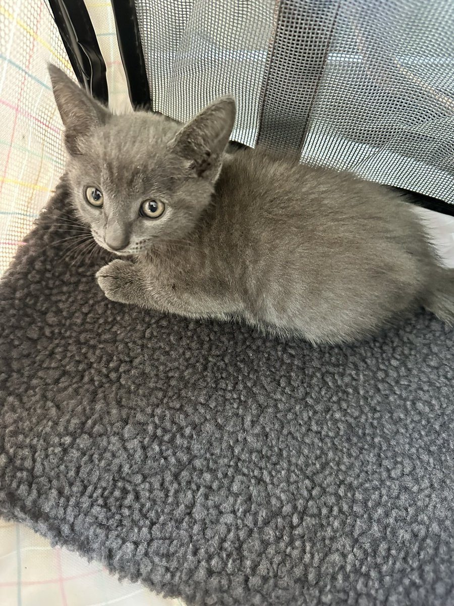 _KillerJay's tweet photo. Everyone say hi to Jenner🫡🫡 https://t.co/BPkwZO2iB0