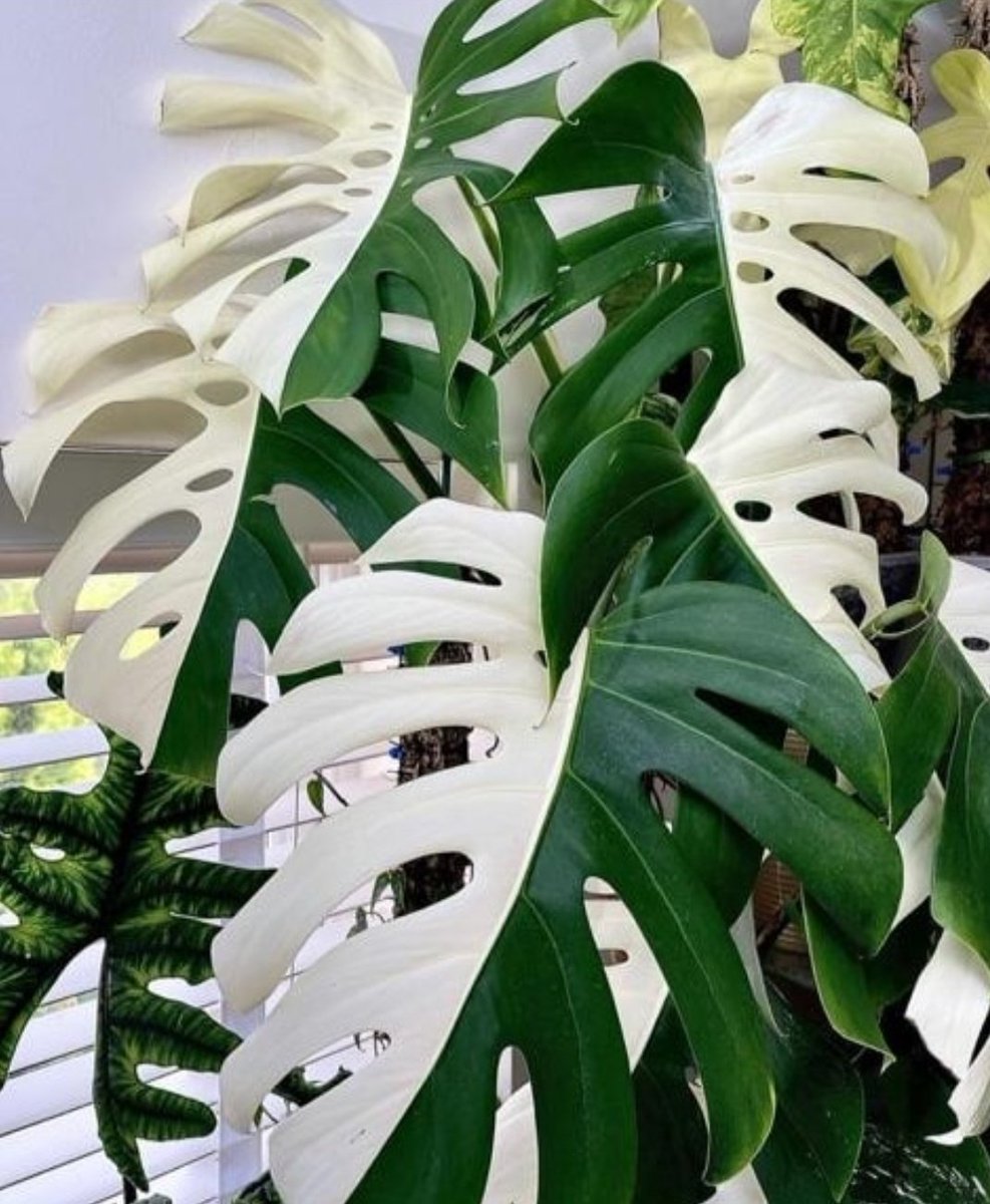 monstera wie gro Monstera deliciosa XXL | Online kaufen