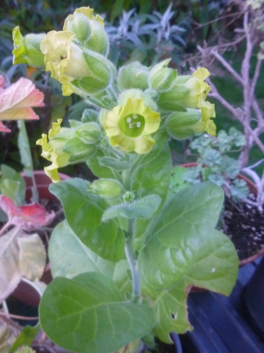 markinflowers's tweet photo. Wild tobacco (Nicotiana rustica) blooming happily at home in Suffolk at the beginning of October #Enthralling #Solanaceous #Autumn https://t.co/JdNyMQaUGR