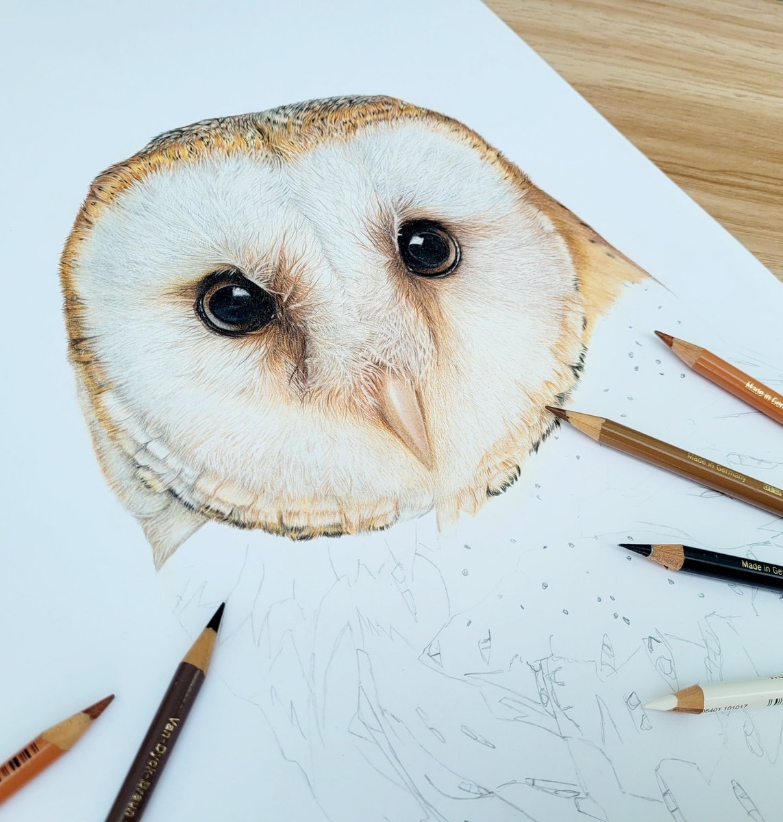 This Barn owl is definitely proving to be my most complex drawing yet so it feels so good to almost have the face complete 🪶 

#progressart #barnowlart #fabercastellpolychromospencils  #wildlifeart #barnowl #pencildrawing