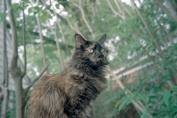 Finally got some rolls developed, found lots of great shots of my angel baby 🥲❤️&zwj;🔥 https://t.co/aYBq