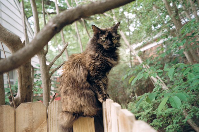 Finally got some rolls developed, found lots of great shots of my angel baby 🥲❤️&zwj;🔥 https://t.co/aYBq