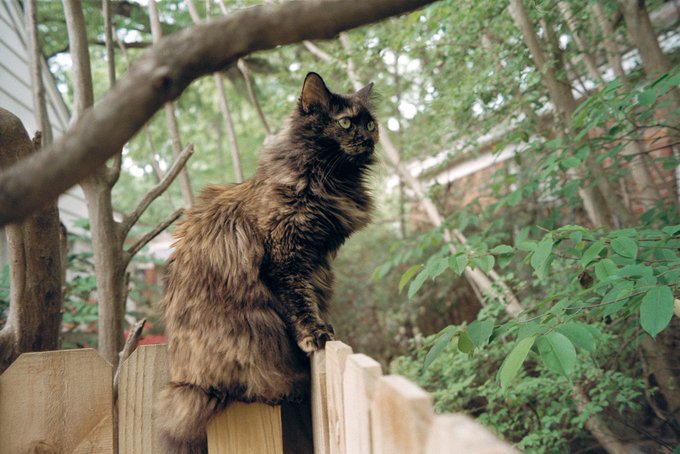 Finally got some rolls developed, found lots of great shots of my angel baby 🥲❤️&zwj;🔥 https://t.co/aYBq