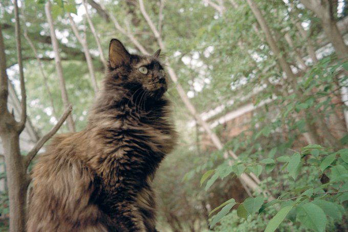 Finally got some rolls developed, found lots of great shots of my angel baby 🥲❤️&zwj;🔥 https://t.co/aYBq