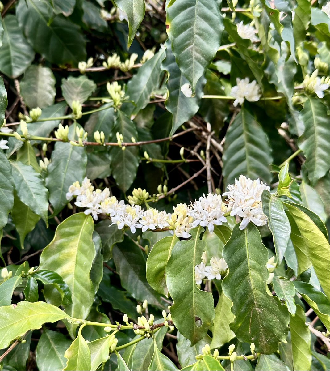 Brazcof's tweet photo. Checking 2022 Coffee Blossom in Brazil ! https://t.co/I5BpvFNJ83