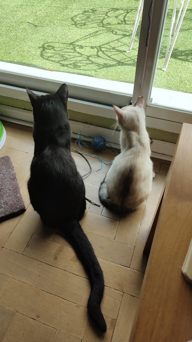 asoc_doganzo's tweet photo. RICHELIEU Y MARFIL, dos amores gatunos , muy unidos, te han conquistado, quieres ser su familia definitiva? info@doganzo.org
#adopt #adopcion #cat #dog #animalrescue #protectoradeanimales #ces #mercadillo #adoptanocompres #adopta #coloniasfelinas #colabora #perro #gato #doganzo https://t.co/AZA3nsuR1o
