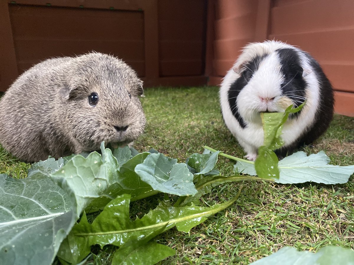 Snack time. #healthylifestyle #garden #eatyourgreens #vegetables #organic #growyourown #guineapig