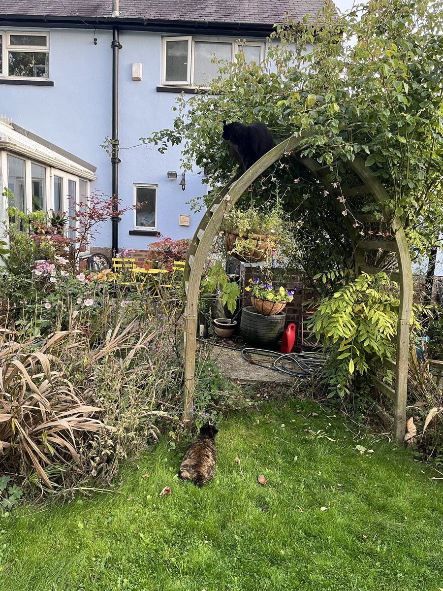 papaver's tweet photo. Esme just chased Fluffy Pete up@the Whitby Arch and sheโs not letting him get down #CatsOfTwitter #catsontwitter #catpals #tearsbeforebedtime https://t.co/JUETARtonw